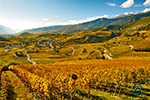 Vignobles du Valais, Suisse