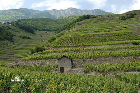 Fully, vignobles de la Petite Arvine