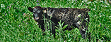 image vache d'hérens