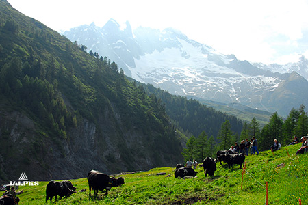 Inalpe co des Ars en Valais