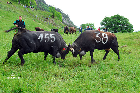 Combat de Reines, Valais