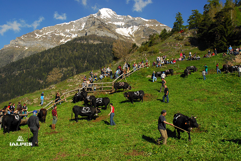 Visiteurs à l'inalpe de Randonnaz, Valais