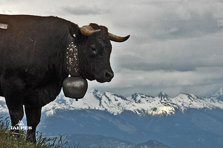 Inalpes, vache d'Herens