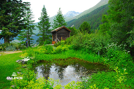 Jardin alpin Linnaea à Bourg-Saint-Pierre, Valais